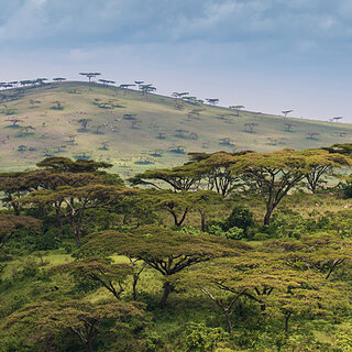 Senkele Wildlife Sanctuary